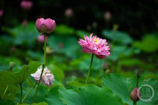 明日湖人客战雷霆！詹眉八村出战成疑 范德彪&文森特大概率出场